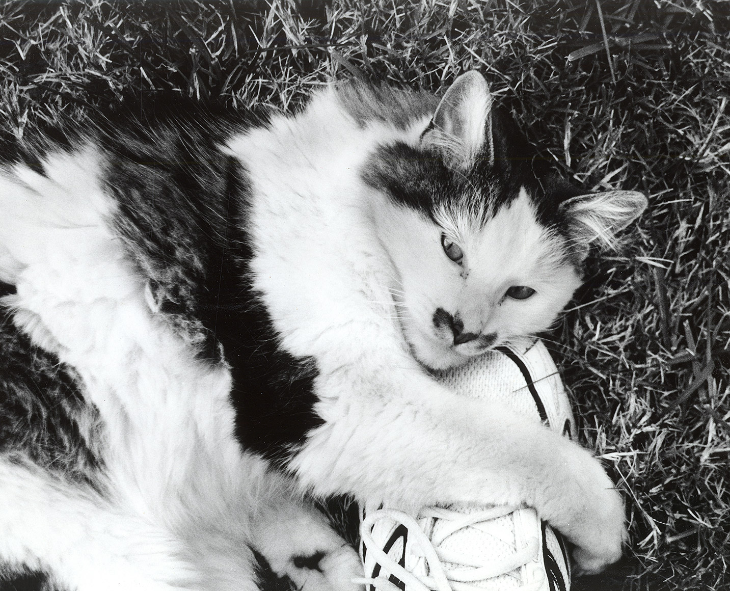 Monte My Cat