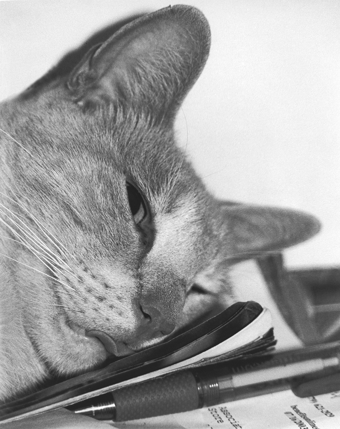Graham,-lying-on-Dad's-paperwork