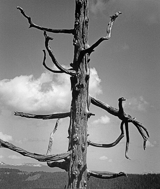 Twisted Alone small size