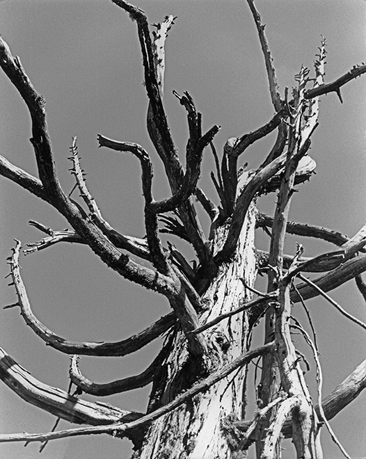 Twisted Tree Seirra Navada Foothills California small size